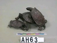 藏品(鑄龜)的圖片